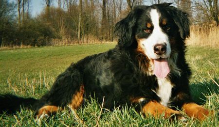 Berner Sennenhund Hunde Foto 34102 Berner Sennenhund Mein Goldschatz Oscar (24.02.1997-04.12.2003)