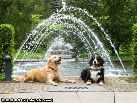 Berner Sennenhund Hunde Foto 18011 in höherer Auflösung ansehen Berner Sennenhund Buddy (li.) + Eddi