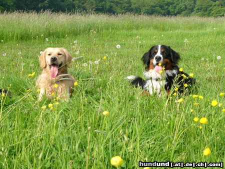 Berner Sennenhund Hunde Foto 18030 in höherer Auflösung ansehen Berner Sennenhund Buddy (li.) + Eddi
