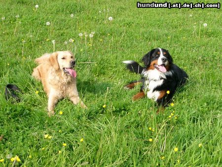 Berner Sennenhund Hunde Foto 18029 in höherer Auflösung ansehen Berner Sennenhund Buddy (li.) + Eddi