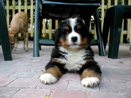 Berner Sennenhund Hunde Foto 918 Berner Sennenhund tinus