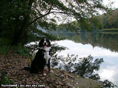 Berner Sennenhund Hunde Foto 16296 in höherer Auflösung ansehen Berner Sennenhund Eddi