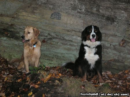 Berner Sennenhund Hunde Foto 16295 in höherer Auflösung ansehen Berner Sennenhund Eddi und Buddy