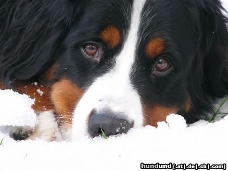 Berner Sennenhund Hunde Foto 17357 in höherer Auflösung ansehen Berner Sennenhund Eddi im Schnee