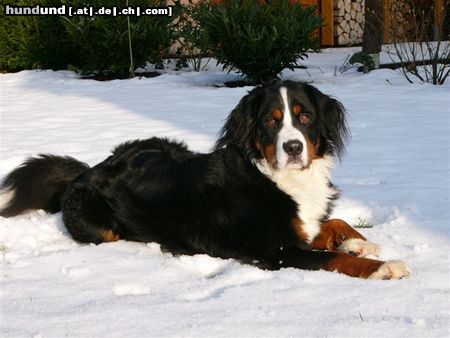 Berner Sennenhund Hunde Foto 17358 in höherer Auflösung ansehen Berner Sennenhund Eddi im Schnee