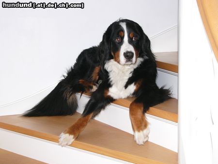 Berner Sennenhund Hunde Foto 18012 in höherer Auflösung ansehen Berner Sennenhund Eddi