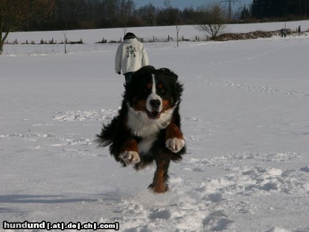 Berner Sennenhund Hunde Foto 20988 in höherer Auflösung ansehen Berner Sennenhund Eddi - Ich fliiiiegeee !!