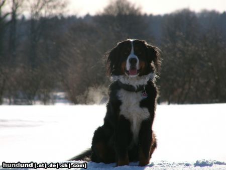 Berner Sennenhund Hunde Foto 20990 in höherer Auflösung ansehen Berner Sennenhund Eddi