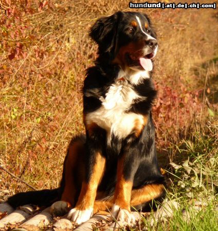 Berner Sennenhund Hunde Foto 44365 in höherer Auflösung ansehen Berner Sennenhund Annika aus dem Rööpeland