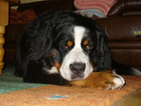 Berner Sennenhund Hunde Foto 40736 in höherer Auflösung ansehen Berner Sennenhund Silvesternachwehen
