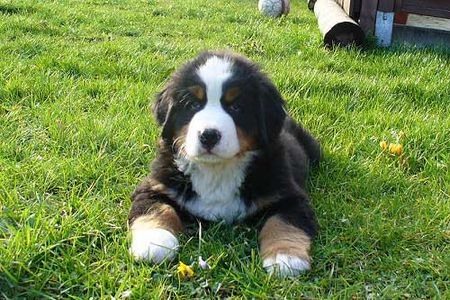 Berner Sennenhund Hunde Foto 41148 in höherer Auflösung ansehen Berner Sennenhund GoldDust