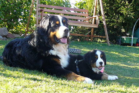 Berner Sennenhund Hunde Foto 41150 in höherer Auflösung ansehen Berner Sennenhund GoldDust