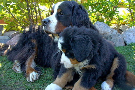 Berner Sennenhund Hunde Foto 41151 in höherer Auflösung ansehen Berner Sennenhund GoldDust