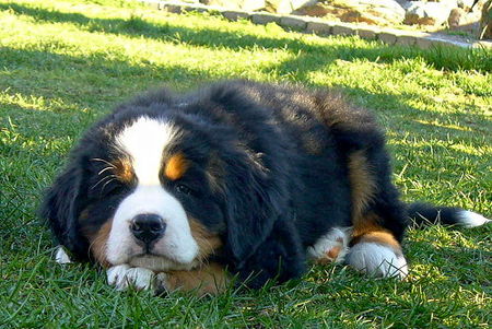 Berner Sennenhund Hunde Foto 41149 in höherer Auflösung ansehen Berner Sennenhund GoldDust