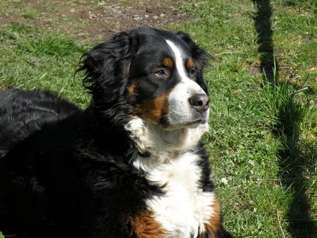 Berner Sennenhund Hunde Foto 42080 in höherer Auflösung ansehen Berner Sennenhund Romeo von Orsanka