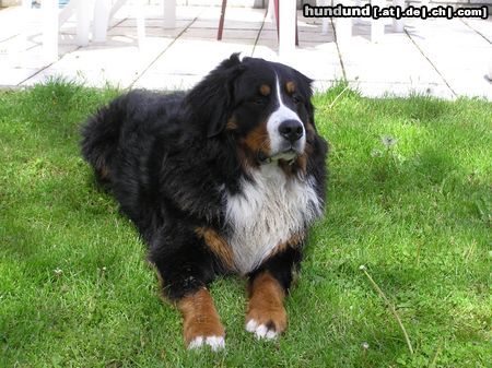 Berner Sennenhund Hunde Foto 16160 in höherer Auflösung ansehen Berner Sennenhund Wir werden Dich nicht vergessen !