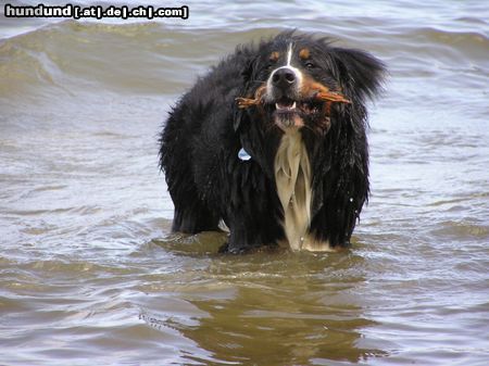 Berner Sennenhund Hunde Foto 16159 in höherer Auflösung ansehen Berner Sennenhund Ben durfte nur 2 Jahre alt werden