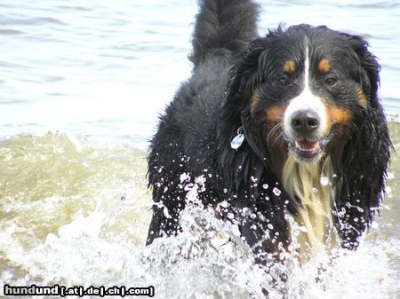 Berner Sennenhund Hunde Foto 16158 in höherer Auflösung ansehen Berner Sennenhund Ben mußte uns verlassen