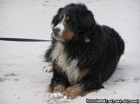 Berner Sennenhund Hunde Foto 16156 in höherer Auflösung ansehen Berner Sennenhund In Gedenken an Ben