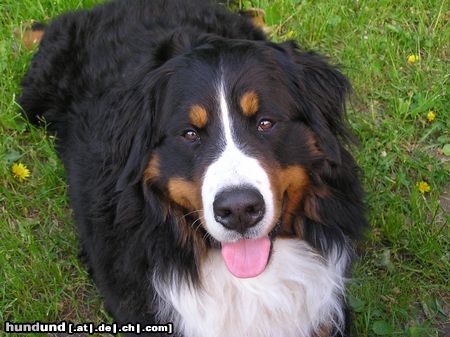 Berner Sennenhund Hunde Foto 16155 in höherer Auflösung ansehen Berner Sennenhund Ben mußte über die Regenbogenbrücke
