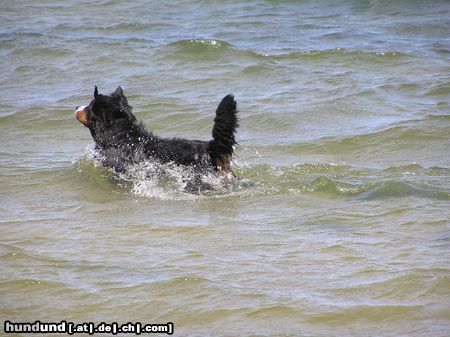 Berner Sennenhund Hunde Foto 16157 in höherer Auflösung ansehen Berner Sennenhund Ben - Er liebte das Wasser