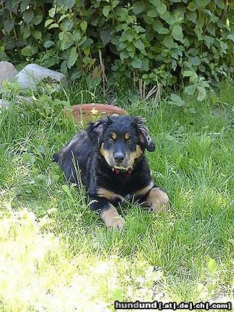 Berner Sennenhund Hunde Foto 12843 Berner Sennenhund Bella 11 Wochen