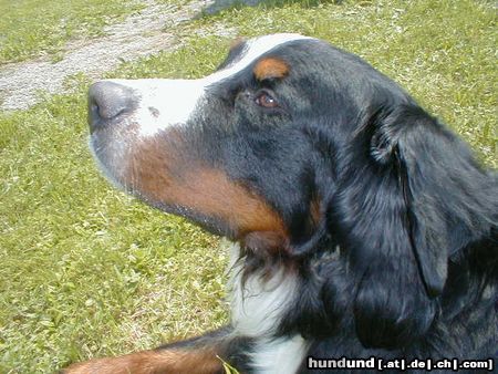 Berner Sennenhund Kenney von Wiesmadern