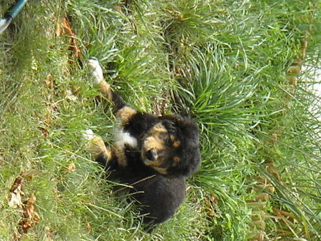 Berner Sennenhund Hunde Foto 39463 in höherer Auflösung ansehen Berner Sennenhund unser SAM !