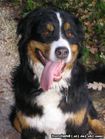 Berner Sennenhund Hunde Foto 26591 in höherer Auflösung ansehen Berner Sennenhund Berner Sennenhündin