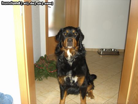 Berner Sennenhund Hunde Foto 18290 in höherer Auflösung ansehen Berner Sennenhund Boss der Familie