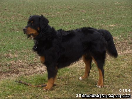Berner Sennenhund Hunde Foto 18466 in höherer Auflösung ansehen Berner Sennenhund Unser Dex 1 1/2 Jahre
