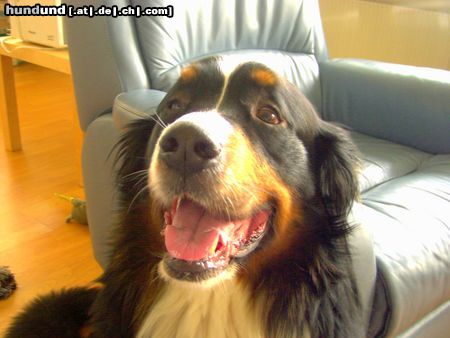 Berner Sennenhund Hunde Foto 19722 in höherer Auflösung ansehen Berner Sennenhund boris