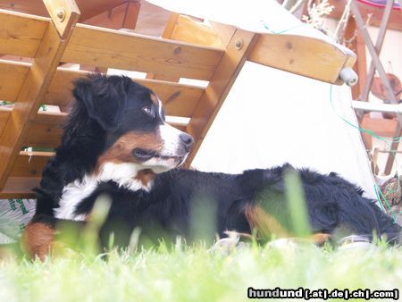 Berner Sennenhund Emily mit knapp 9 Monaten