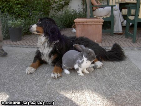 Berner Sennenhund Hunde Foto 7307 Berner Sennenhund Santo