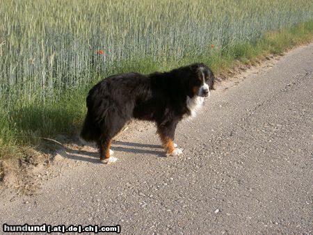 Berner Sennenhund Santo und der Wind