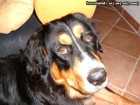 Berner Sennenhund Hunde Foto 17874 in höherer Auflösung ansehen Berner Sennenhund Adonis - unser Held!!