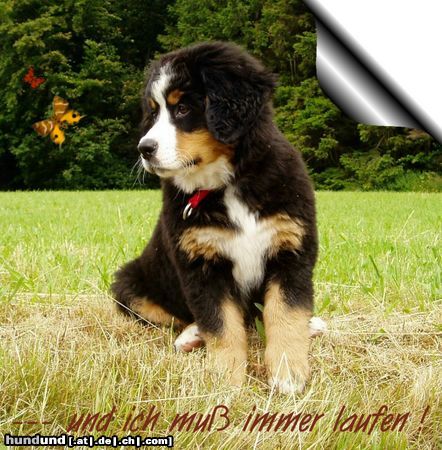Berner Sennenhund Hunde Foto 12882 Berner Sennenhund Pauline im Alter von 10 Wochen