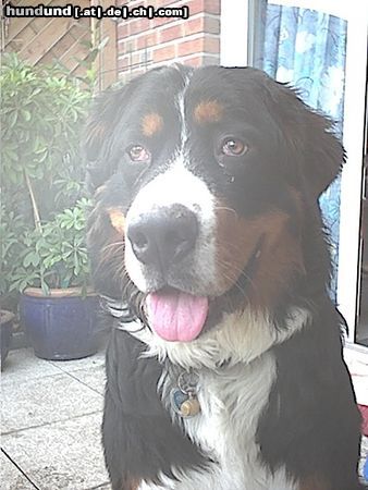 Berner Sennenhund Hunde Foto 4911 Berner Sennenhund Das ist Sammy. Er ist jetzt 10 Monate alt