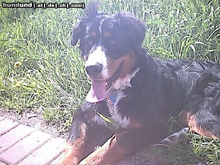 Berner Sennenhund Hunde Foto 4913 Berner Sennenhund Sammy 10 Monate alt