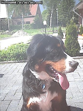 Berner Sennenhund Hunde Foto 4912 Berner Sennenhund Sammy 10 Monate alt