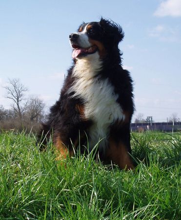 Berner Sennenhund Hunde Foto 37581 in höherer Auflösung ansehen Berner Sennenhund Windig heute ......
