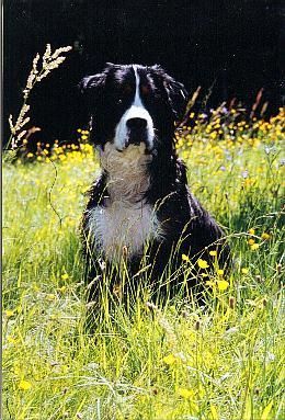Berner Sennenhund Hunde Foto 33480 Berner Sennenhund Otto mit 11 Monaten