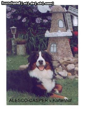 Berner Sennenhund Hunde Foto 9664 Berner Sennenhund