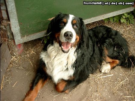 Berner Sennenhund Hunde Foto 5150 Berner Sennenhund Joschi mit 11 jahren