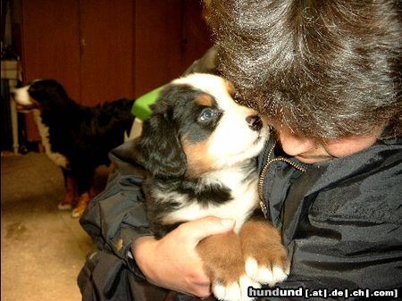 Berner Sennenhund Hunde Foto 5275 Berner Sennenhund Holst Du mich auch wirklich ab?Henry 5W.