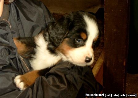 Berner Sennenhund Hunde Foto 5094 Berner Sennenhund Asko(Henry)v. Dünner Wiesengrund