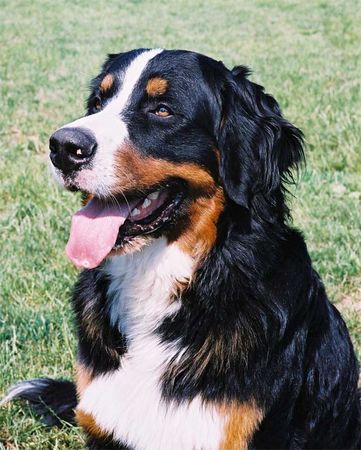 Berner Sennenhund Quinius von Wiesmadern