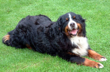 Berner Sennenhund Hunde Foto 32995 Berner Sennenhund Ein Echter Berner