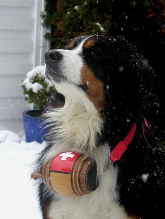Berner Sennenhund Hunde Foto 29813 in höherer Auflösung ansehen Berner Sennenhund Was ein Bernhardiner kann - kann ich auch...