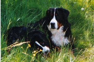 Berner Sennenhund Hunde Foto 33481 Berner Sennenhund Otto mit seinem kleinen Bruder Rolf